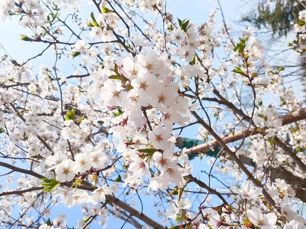 斯图与你 共赴一场樱花盛宴